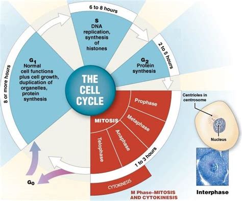 Stages Of A Cells Life Cycle Anatomy And Physiology Cell Cycle