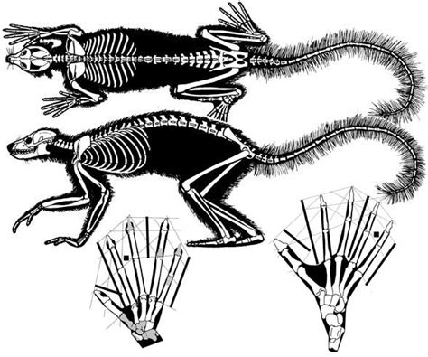Notharctus Megaladapis Maganadapis And Adapis