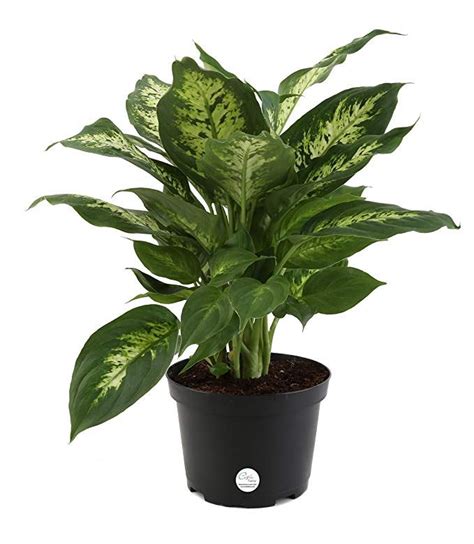 Costa Farms Premium Live Indoor Exotica Dumb Cane Dieffenbachia Tabletop Plant Grower Pot