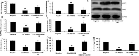 mir 155 regulated the anti inflammation effects of circ 0006282 on download scientific diagram