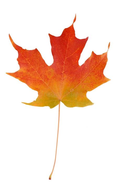 Reddish Maple Leaf Stock Photo Image Of Season Climate 189738
