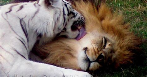 Ligers Once Used At A Roadside Zoo Finally Rescued Hearts Of Pets