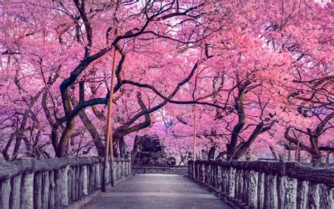 Japan’s Cherry Blossom Viewing Parties The History Of Chasing The Fleeting Beauty Of Sakura