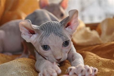 The Best Hairless Cat Breeds For A Unique Pet