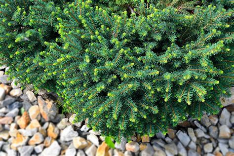 7 Popular Dwarf Evergreen Trees For Your Garden Horticulture