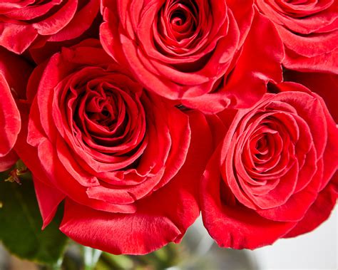 100 Red Roses Roses Only Uk