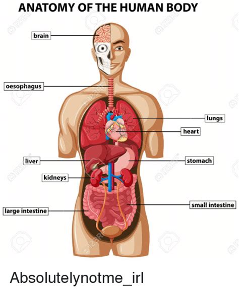 Alternatively, a person born with an uneven rib cage may find they do not have any associated pain or issues. ANATOMY OF THE HUMAN BODY Brain Oesophagus Lungs Heart ...