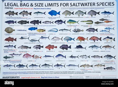 Marine Fish Chart