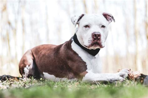 The Different Types Of Pitbull Dog Breeds Petmag