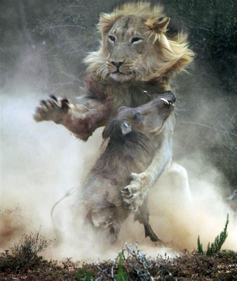 Definitely Not The Lion King Warthog Becomes Prey Of Hungry Wild Cat