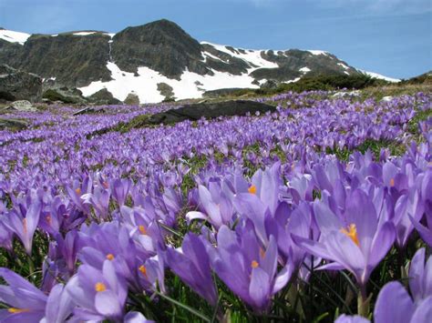 Field Of Mountain Crocuses Stock Image Image Of Floral 10830067