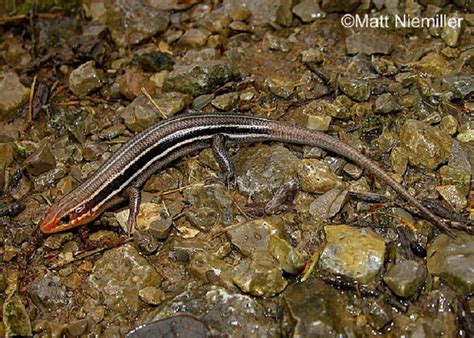 Tennessee Watchable Wildlife Southeastern Five Lined Skink