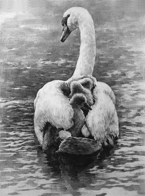 A Swan By Indiart3612 On Deviantart Pencil Drawings Of Animals Swans