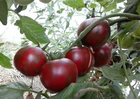 Striped Tomatoes Zebrino Tomato