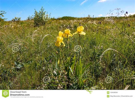 Yellow Steppe Flowers And Chic Feather Grass Stock Photo Image Of