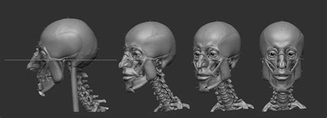 Artstation Facial Reconstruction In Zbrush Wip