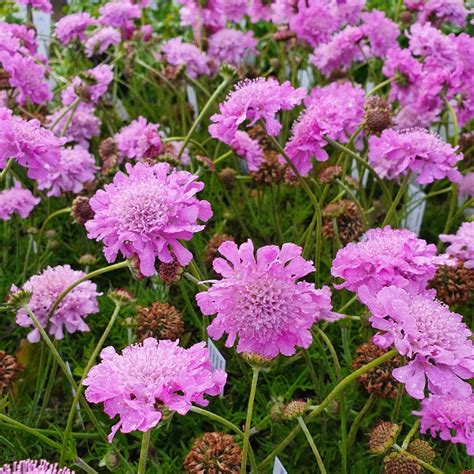 Scabiosa Columbaria Pink Mist Dueskabiose Stauder S Staudestedet