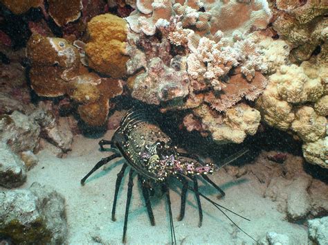 The Best Tips On How To Catch Spiny Lobster In Hawaii Kauai Hawaii