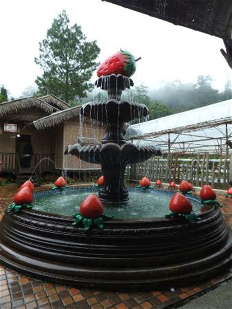 Book your tickets online for genting strawberry leisure farm, genting highlands: Genting Strawberry Leisure Farm (Genting Highlands) - 2020 ...