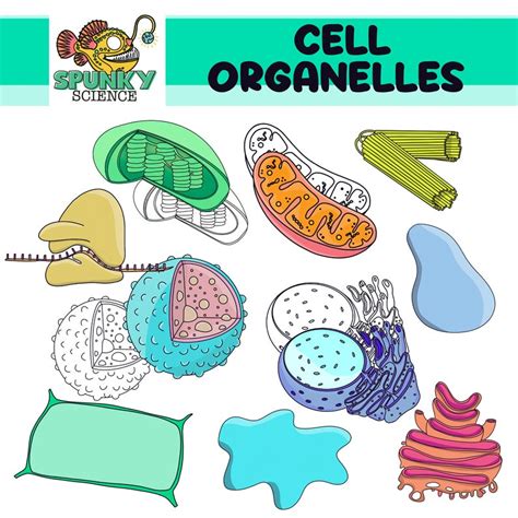 Cell Organelles Clip Art Set Etsy