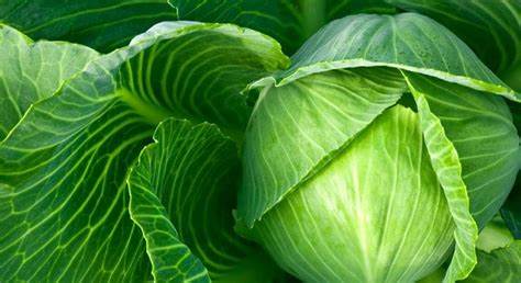 Диета капуста белокочанная Белокочанная капуста при панкреатите | Пикабу Белокочанная капуста при панкреатите | Пикабу Диета капуста белокочанная