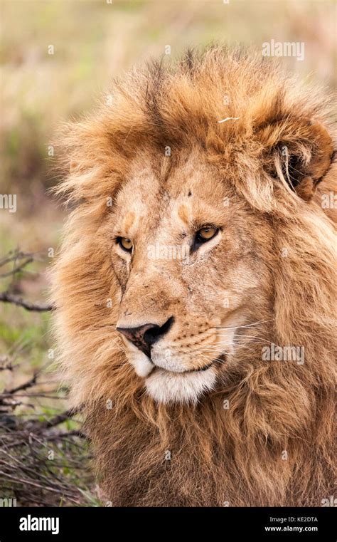 Leones Sabana Africana Masai Mara Fotos E Im Genes De Stock Alamy