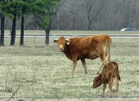 Order your branding iron now! oklahoma-cattle | quirkytravelguy.com | Scott | Flickr