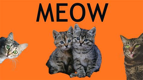 Kittens Meowing Cats Video Youtube