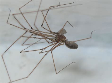 Bugblog Pholcus Phalangioides The Daddy Long Leg Spider