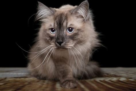 12 Cat Breeds With Ear Tufts With Pictures Pet Keen