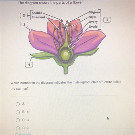 The Diagram Shows The Parts Of A Flower 2 Anther Filament Stigma Style