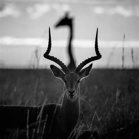 Wildlife Photographer Laurent Baheux Captured Stunning Black And White