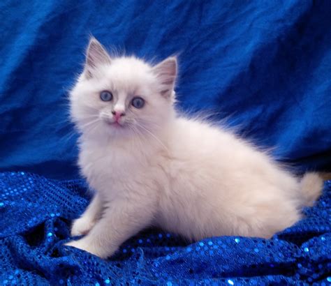 Furreal Ragdolls Blue Mitted Male Meow Meow Getting Ready To Go