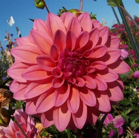 Pin On Colors Of Dahlias