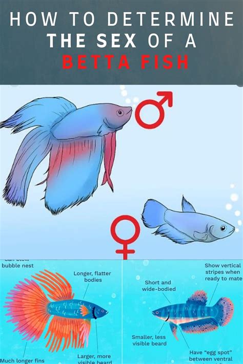 Difference Between A Male And Female Betta Fish
