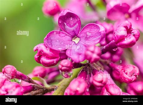 Purple Lilac Flower In Rain Drops Water Drops On The Plant Spring