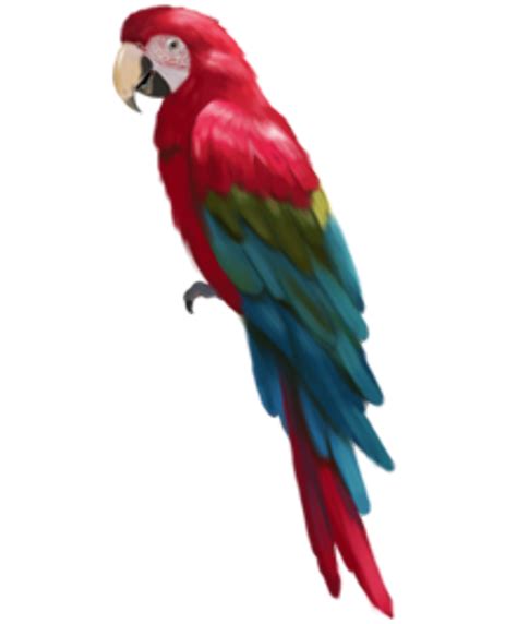 Download High Quality Parrot Clipart Realistic Transparent Png Images