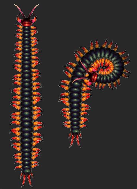 Giant Centipede Muramasa The Demon Blade Wiki Fandom