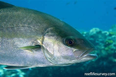 Seriola Dumerili Amberjack