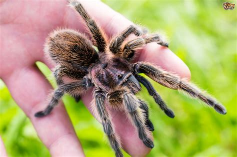 Should i insure my pet? 5 Exotic Animals That Make Great Fascinating Pets | Pets4Homes