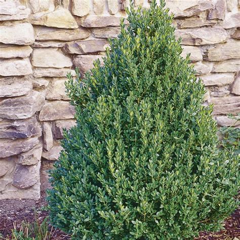 Boxwood Green Mountain Buxus Hybrid Mygardenlife