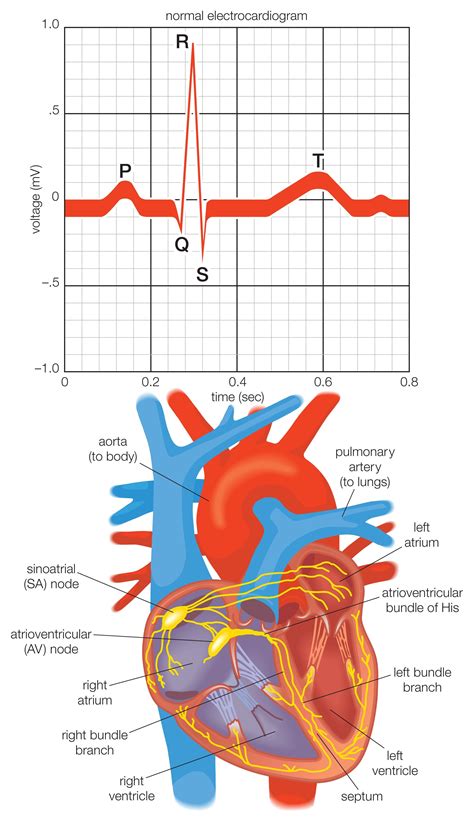 El Sistema Eléctrico Cardíaco Y Cómo Late El Corazón Medicina Básica