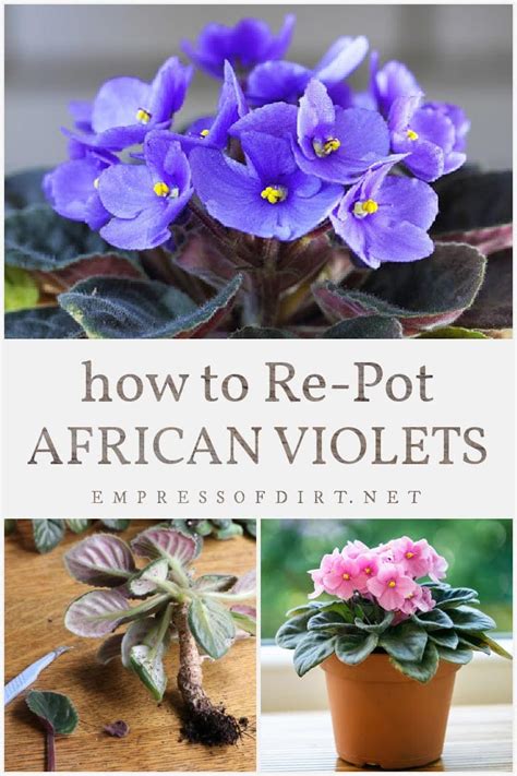 How To Repot African Violets — Empress Of Dirt