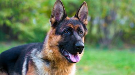 What Kind Of German Shepherd Do Police Use