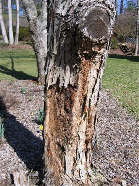 Maple Root And Trunk Rot Walter Reeves The Georgia Gardener