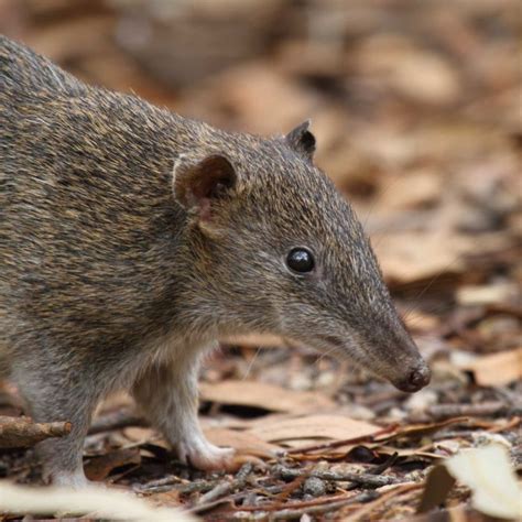 Survival Of Rare Melbourne Bandicoots Under Threat From