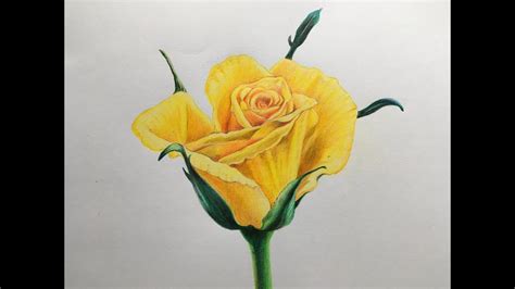 How To Draw A Rose By Color Pencils Youtube