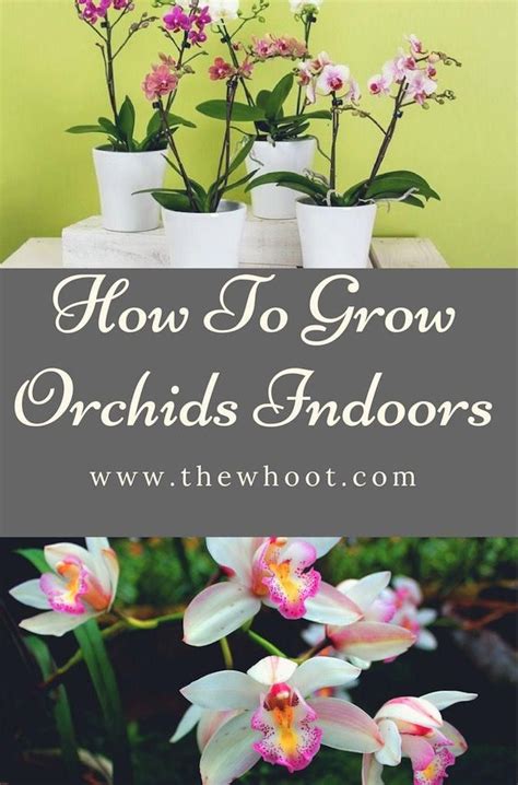 If Youd Like To Experience The Beauty A Pot Of Orchids Can Bring To