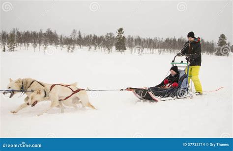 Sledging With Dogs Stock Photo Image Of Passenger Sledging 37732714