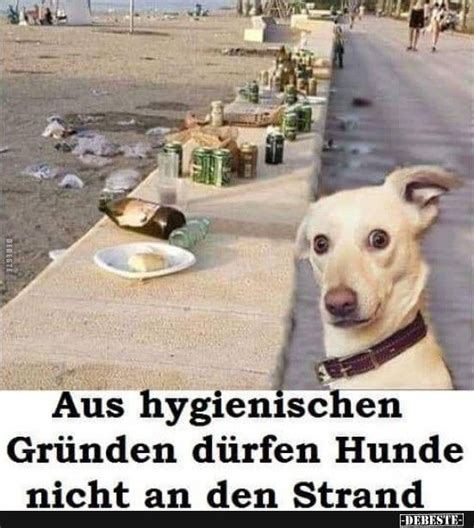 41 Lustige Hundebilder Mit Spruechen Pin Von Lana Zilch Auf Lustige